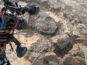 皮膚が完璧な状態で残るトリケラトプスの化石など、ノースダコタ州の発掘現場で多数の化石が発見され、BBCのドキュメンタリー・クルーによって撮影されている。