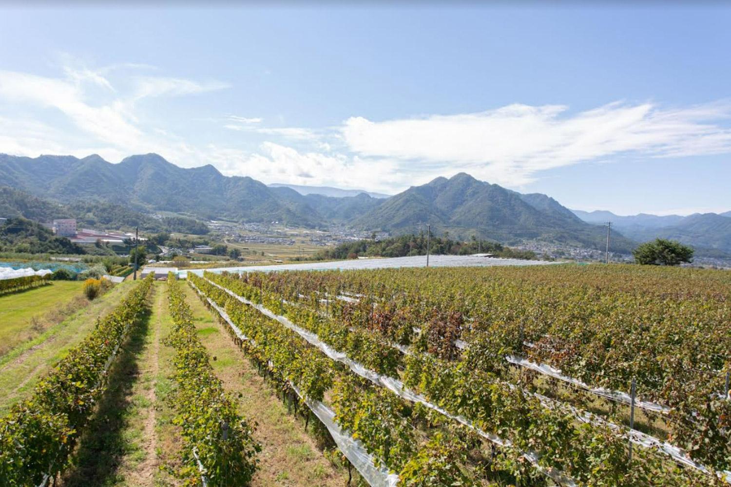 商社勤務から“3000本が即完売”の若手ワイン醸造家に転身。「人生を