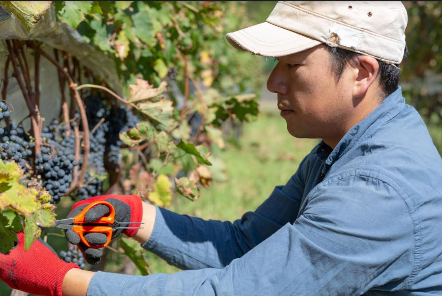 商社勤務から“3000本が即完売”の若手ワイン醸造家に転身。「人生を