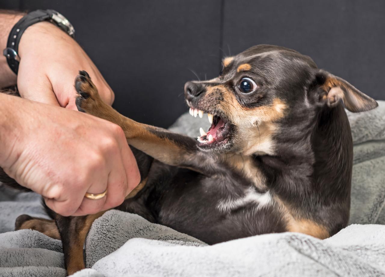 気付かないうちに犬を怒らせているかも 獣医師が明かす 飼い主の行動 10 Business Insider Japan 気付かないうちに犬を怒らせているかも 獣医師が明かす 飼い主の行動 10 Business Insider Japan