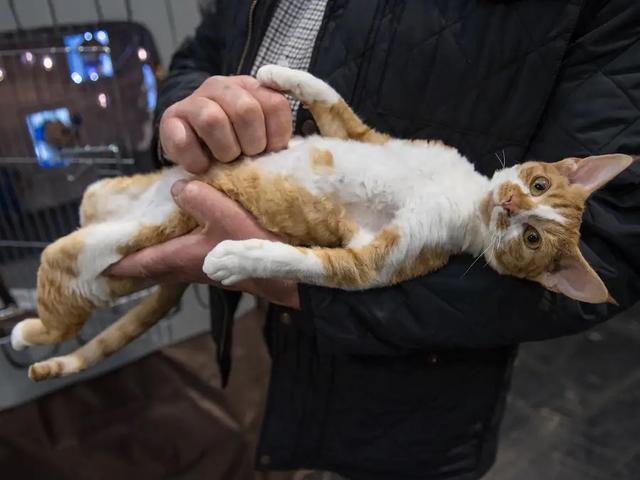 あなたは大丈夫 専門家が明かす ねこにやってはいけない13のこと Business Insider Japan