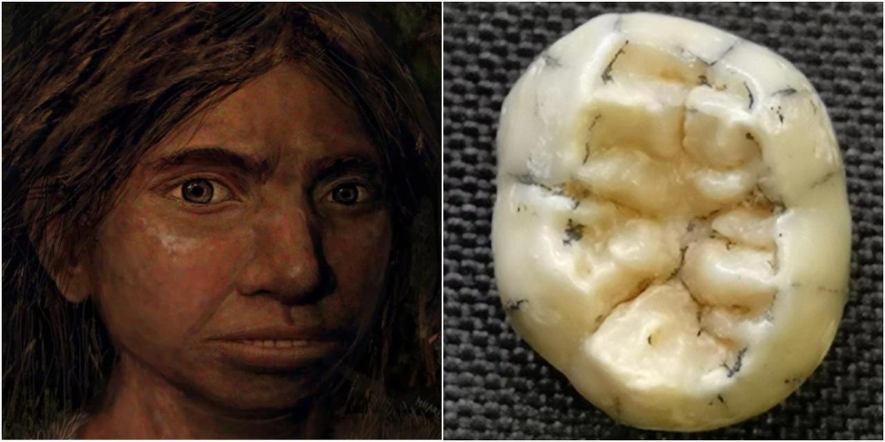 デニソワ人の復元図（左）と、ラオスで発見された歯の写真（右）。