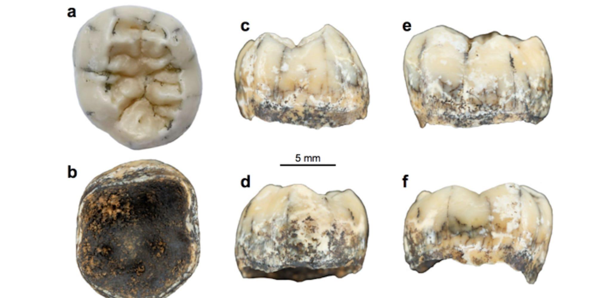 ラオスの洞窟で発見された歯は13万年前の古代人のものだった…謎の人類