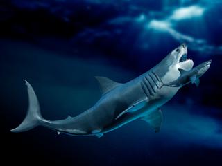 メガロドンの想像図。手前の小さいサメはホホジロザメ。