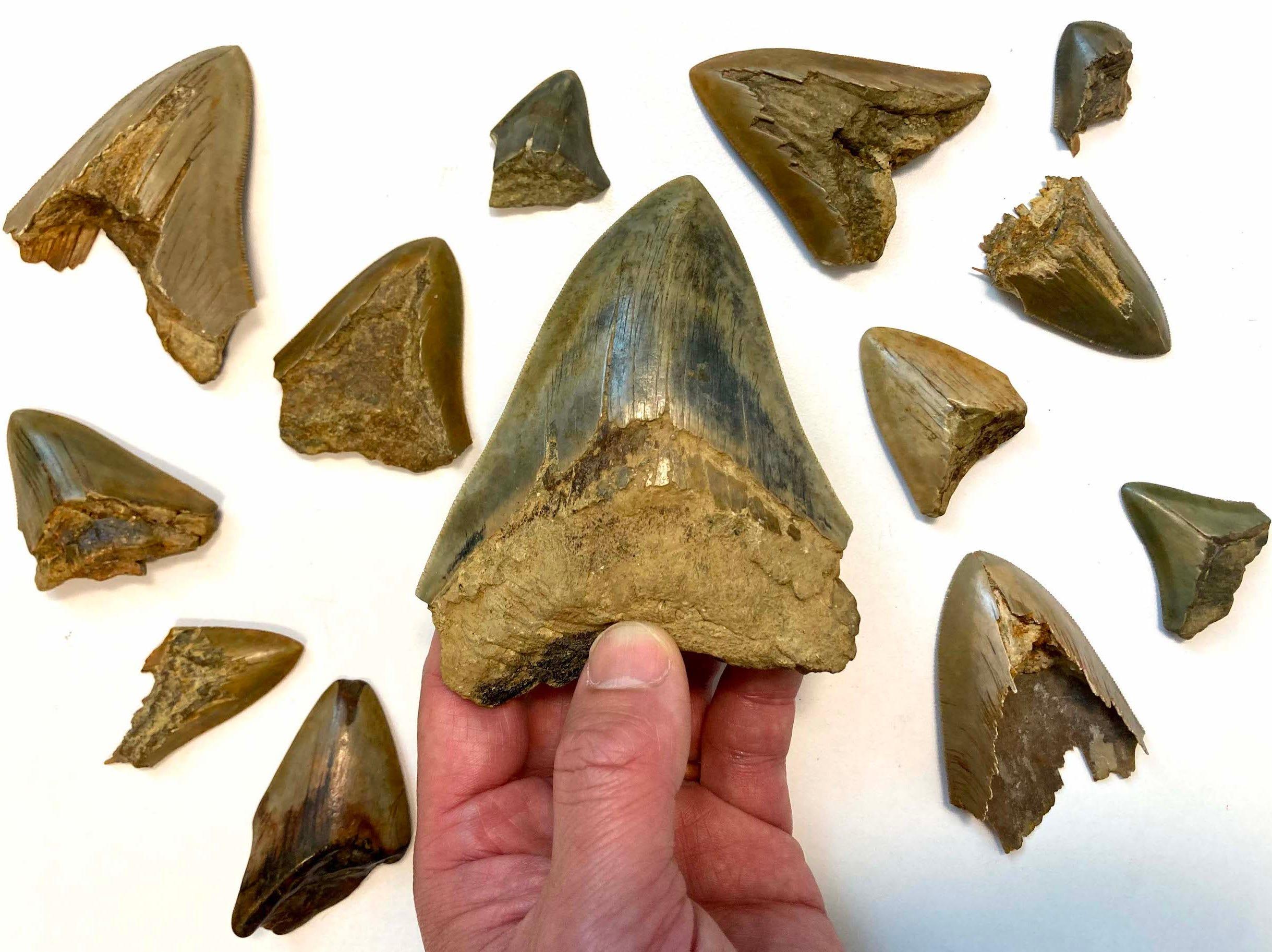 メガロドンは古代の海でホホジロザメと獲物を取り合っていた…歯の化石