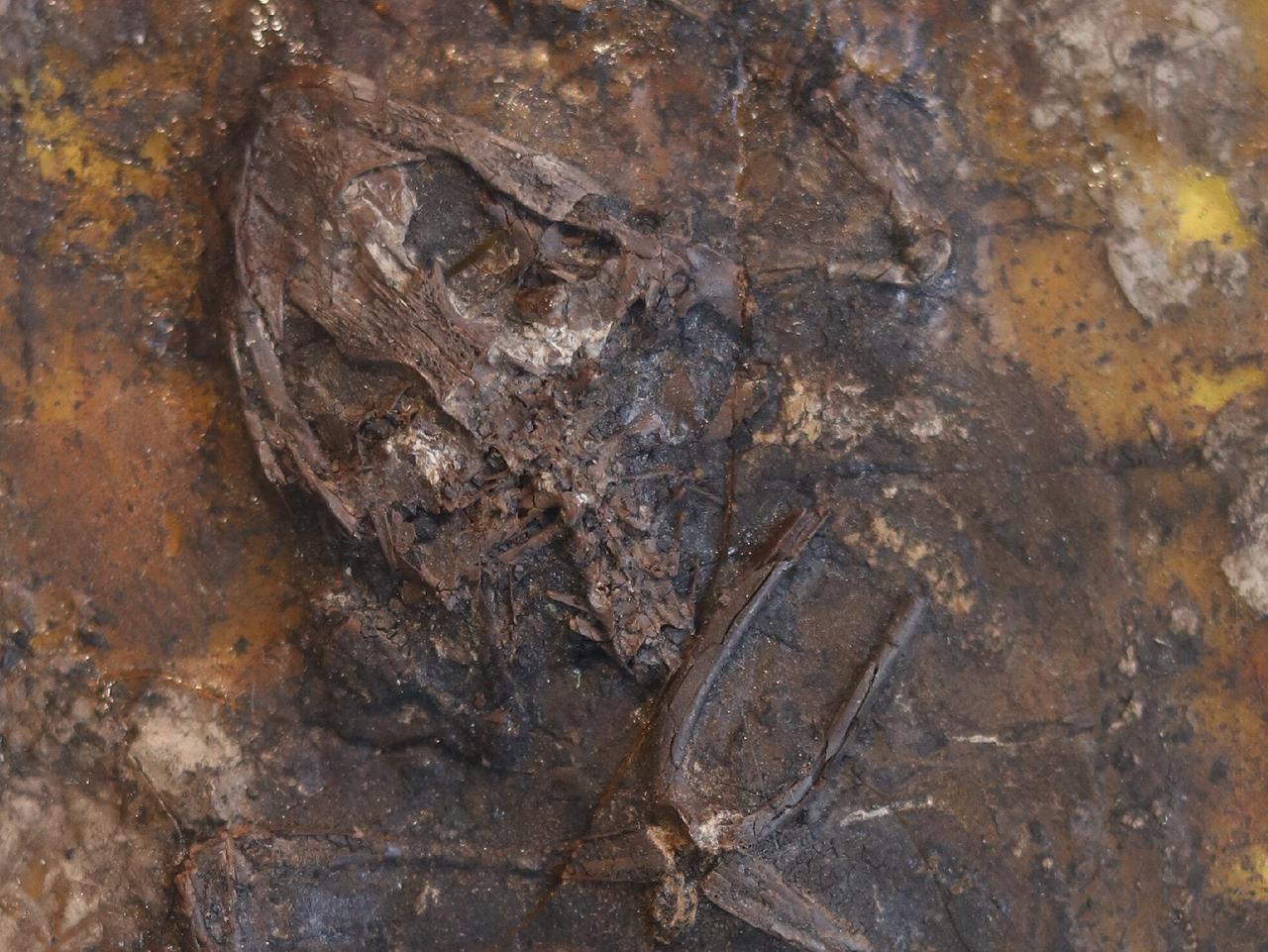 ドイツのガイゼルタール地方で発掘されたカエルの骨格。古代の沼地で交尾中に死んだと考えられている。