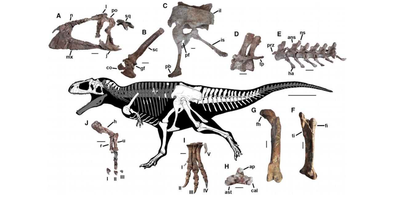ティラノサウルスのような小さな腕を持つ新種の恐竜を発見…「小さな腕の謎」は解明できるのか