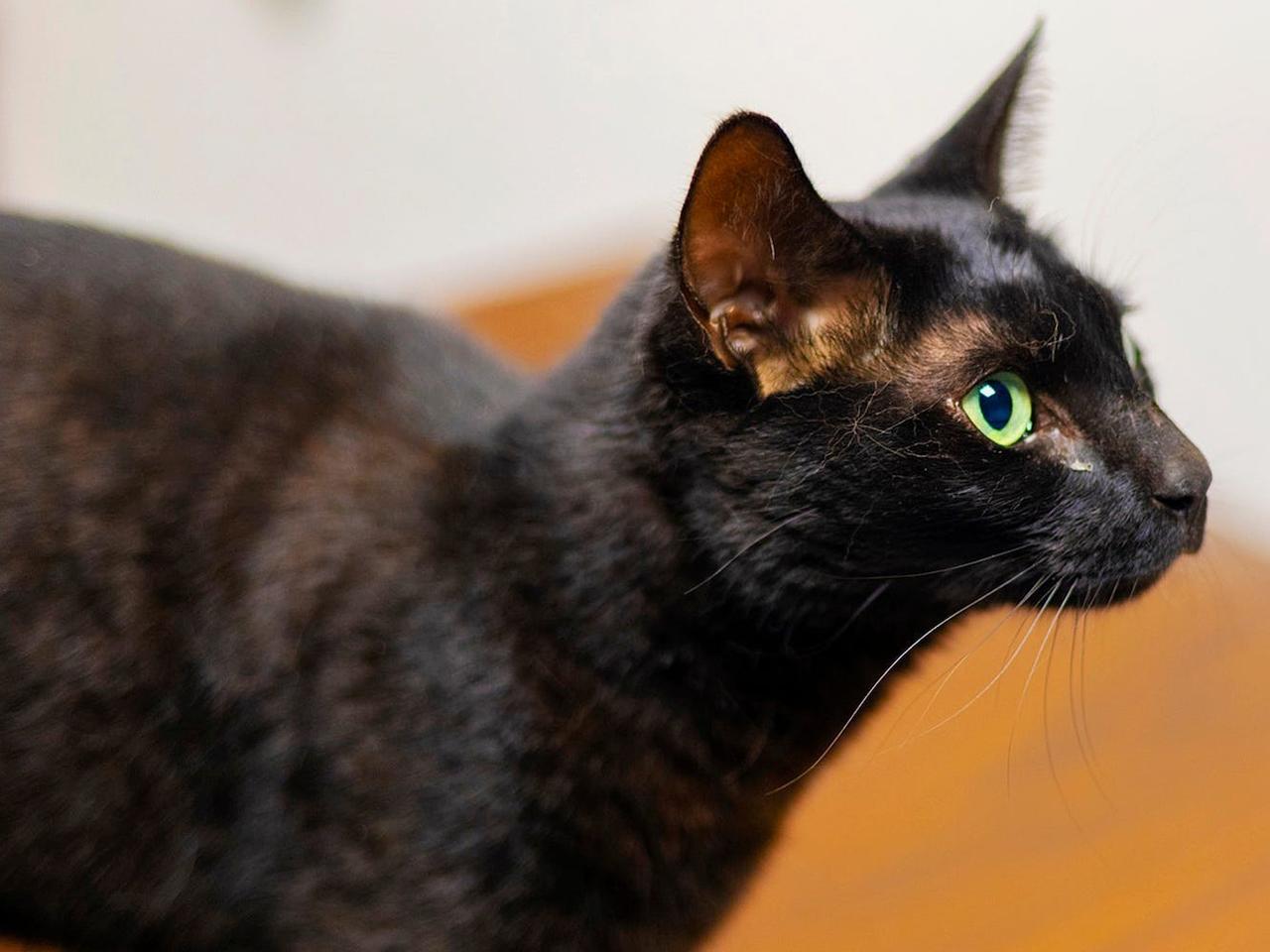 The cat, called Rowdy, went missing at Boston Logan airport after flying in on a Lufthansa flight