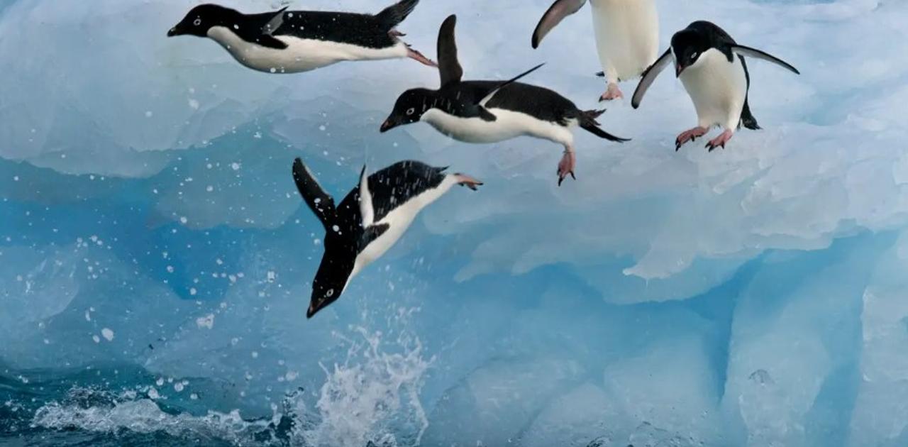 スタッフは郵便物を配達したり ペンギンを数えたり 南極にある 世界で最も人里離れた郵便局 とは Business Insider Japan