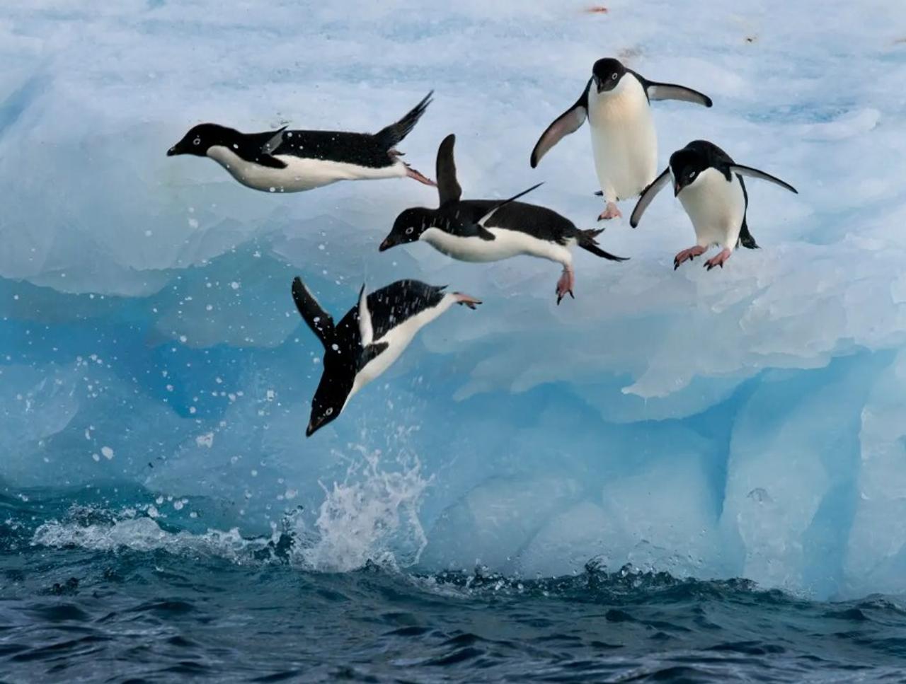 南極半島の北端付近で、氷山から極寒の海へ飛び出すアデリーペンギンの群れ。