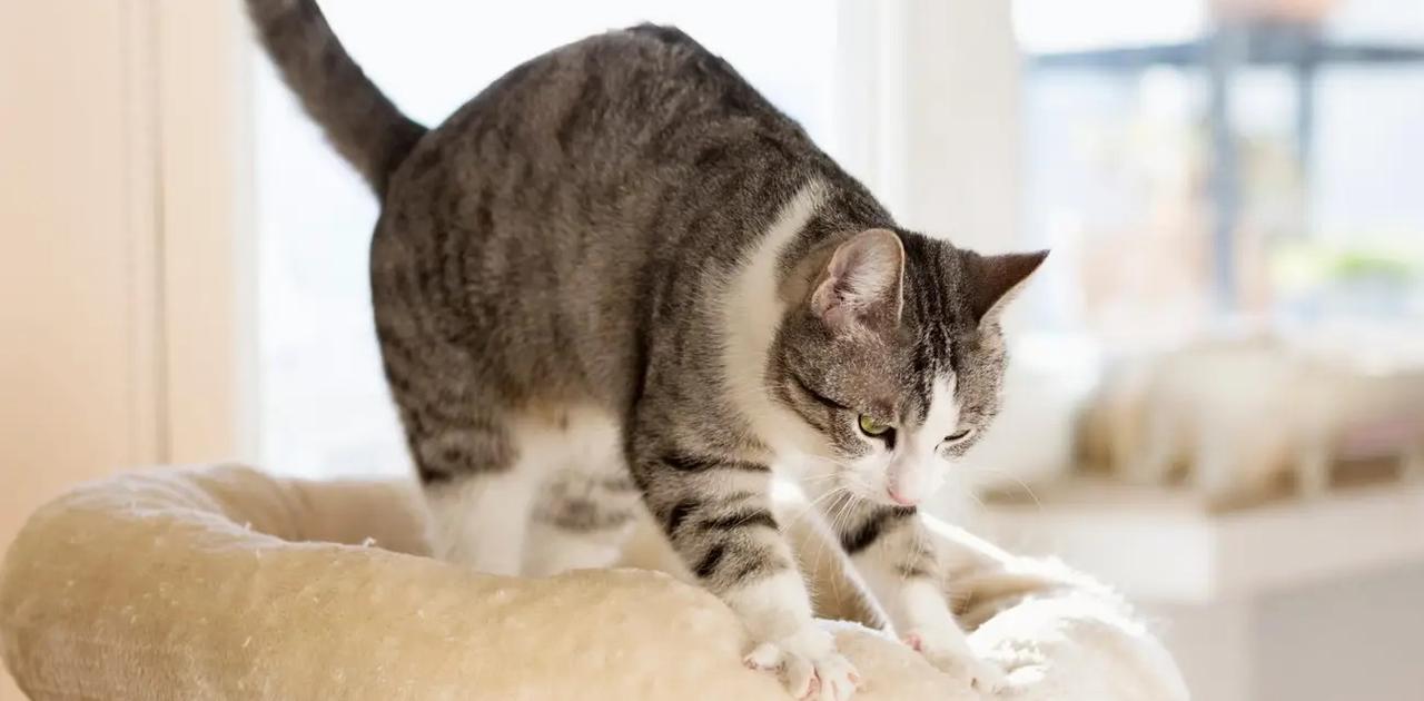 獣医師が明かす、ねこが「ふみふみ」する6つの理由 | Business Insider Japan