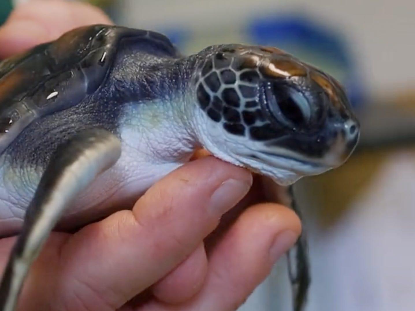 オーストラリア産　ゴミダマ　33mm オーストラリア産 ゴミダマ 33mm オーストラリア産ゴミダマ33mm