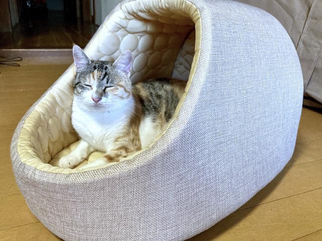 夏バテ気味の犬や猫に…ひんやり涼しい｢ドーム型ペットベッド｣で快適に夏を過ごそう  Business Insider Japan