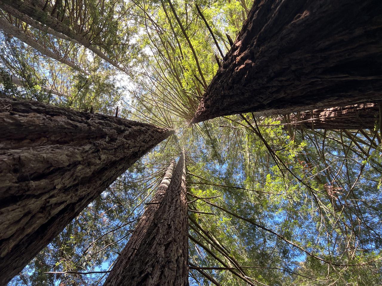 2022年、カリフォルニア州オークランドにあるレッドウッドの木。