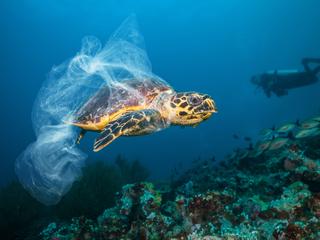 世界の海では、2050年までにプラスチックの量が魚の量を上回ると予測されている。