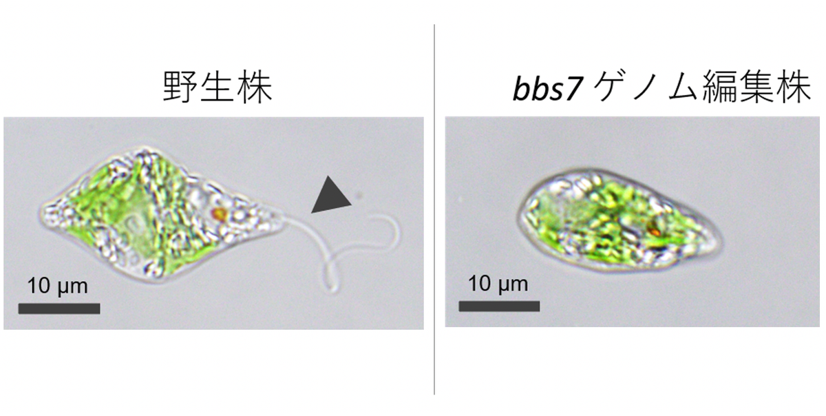 ミドリムシ 泳げないミドリムシ」開発で生産コスト減に期待。理研、ユーグレナが