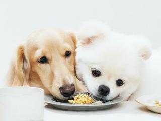 20220712_petoloto1485