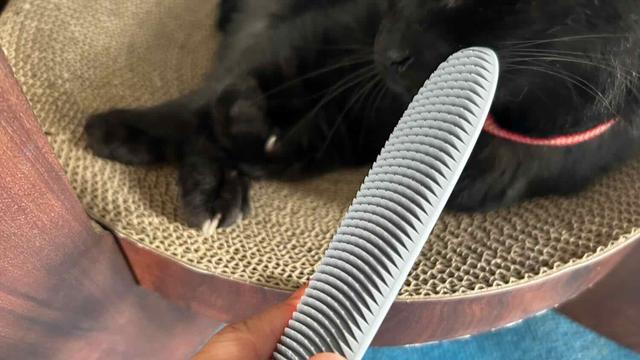 ネコの舌を忠実に再現した ねこじゃすり で 愛猫ともっと仲良くなれるかも Business Insider Japan