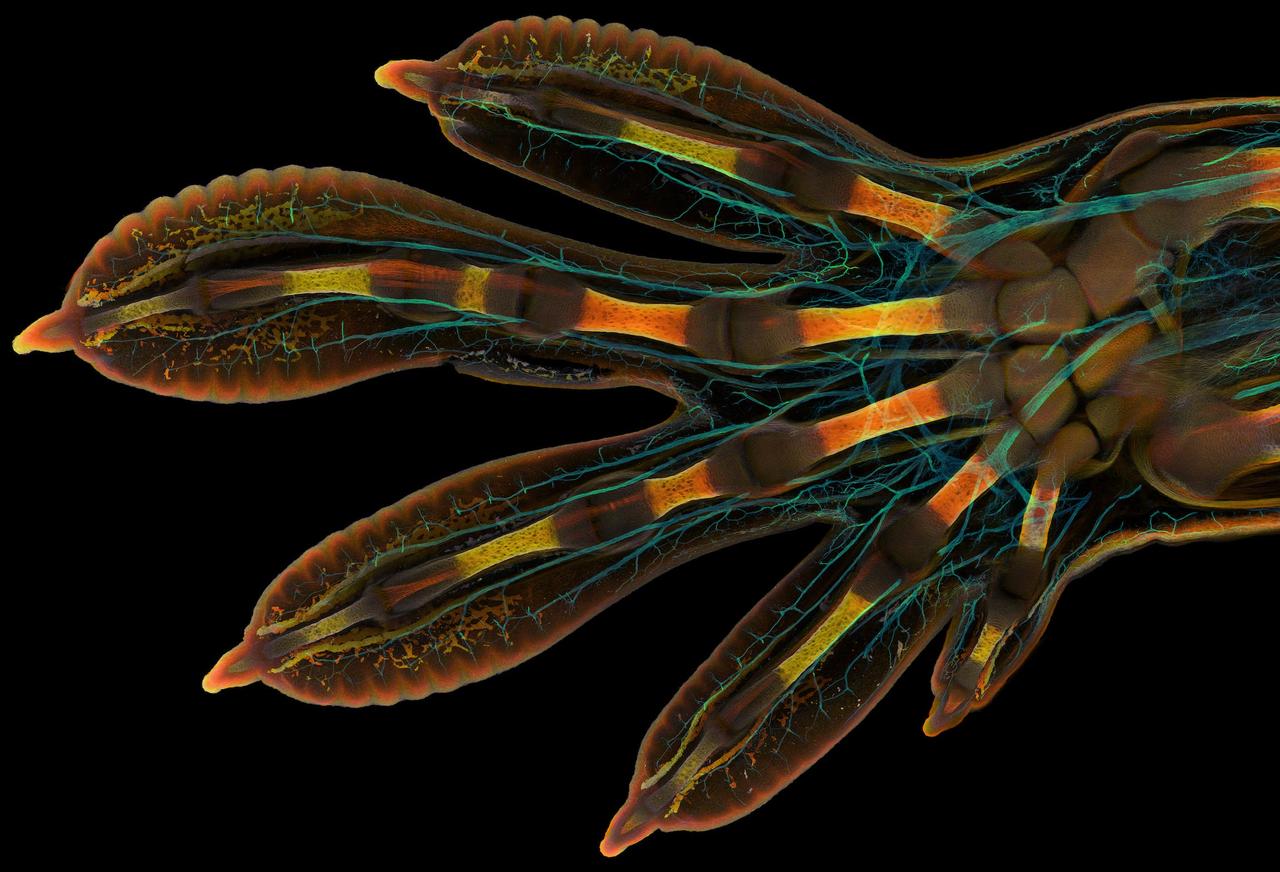 2022年の｢ニコン・スモール・ワールド｣顕微鏡写真コンテストの入賞作：ヤモリの胚の手。