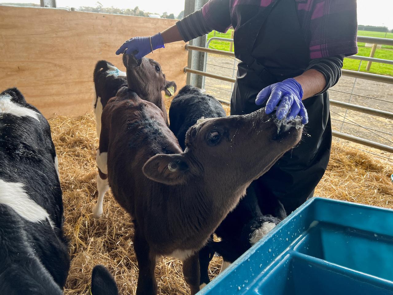 ニュージーランドのマッセイ大学の研究で、子牛にプロバイオティクスサプリメントを与えると発生するメタンが減少することが確認された。2022年9月7日撮影。