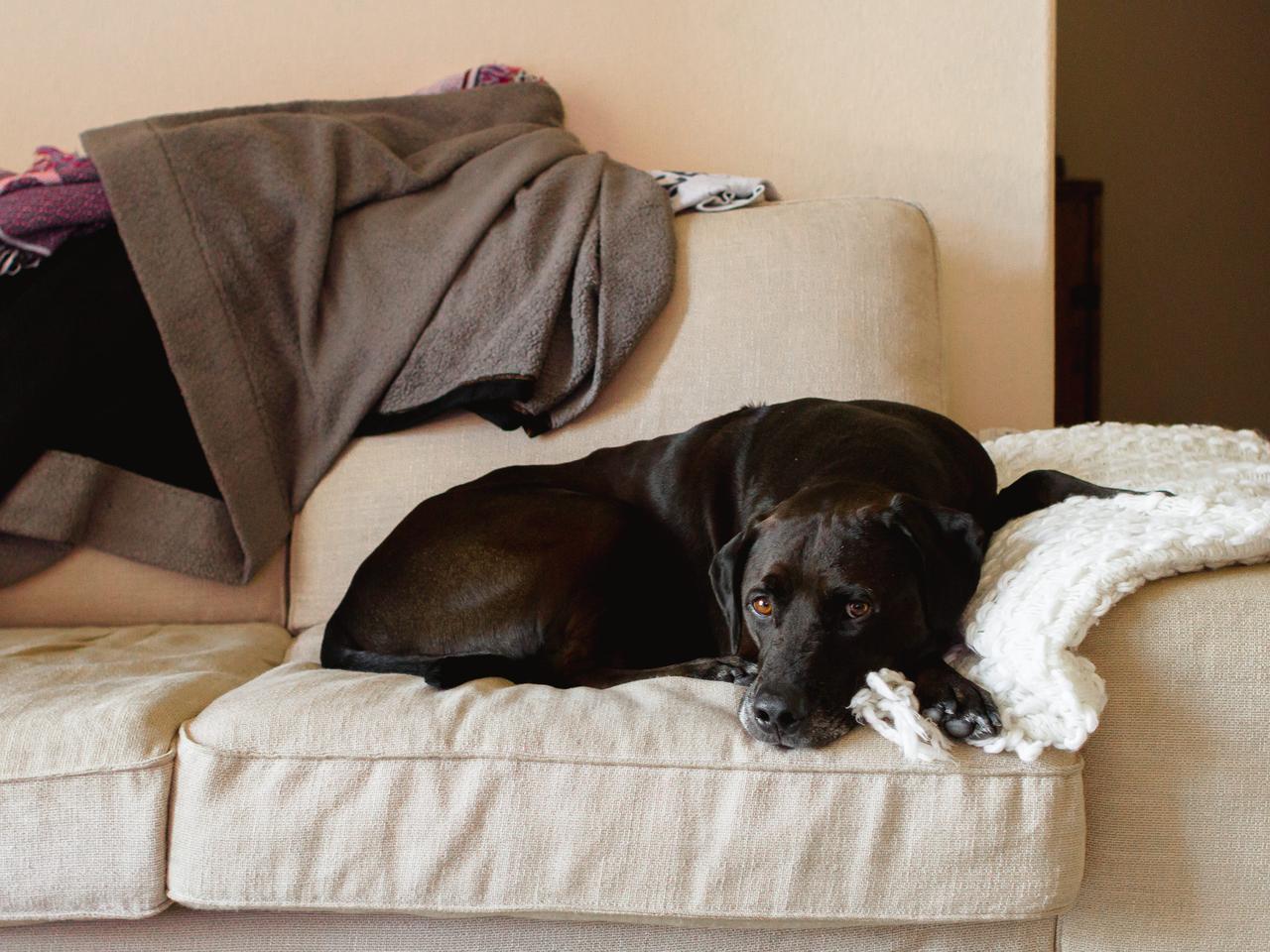 私の犬はなぜそんなによく寝るのですか?