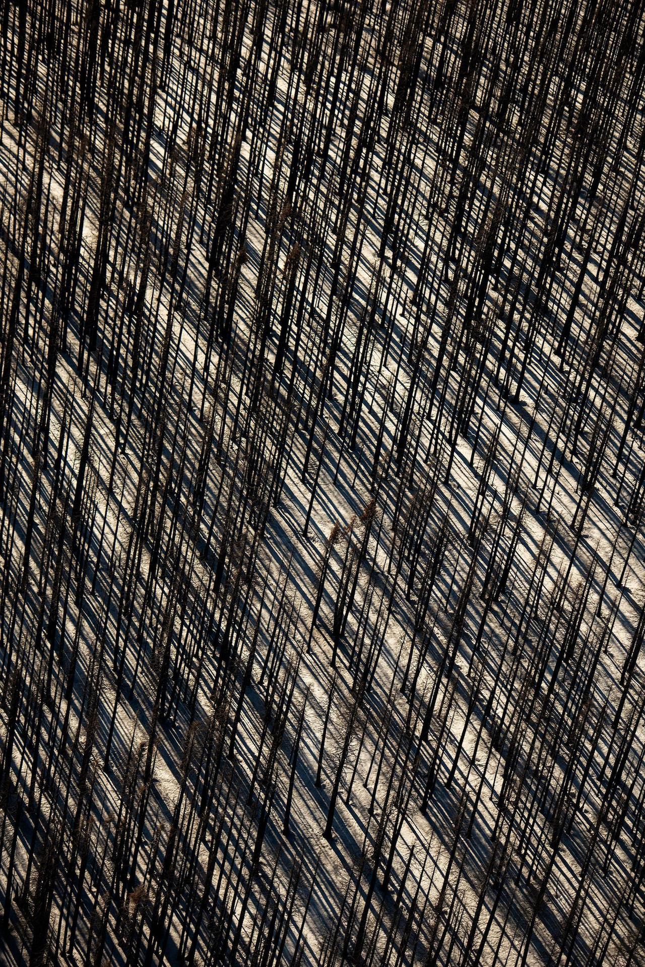 カリフォルニア州で猛威を振るった大規模な山火事「ディキシー・ファイア(Dixie Fire)」の焼け跡には、焦げた木々が残された