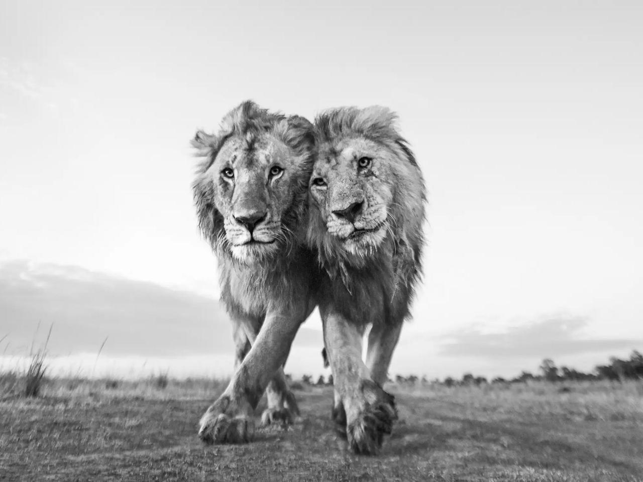 野生動物を捉えた作品も入賞している。ライオンのペアが頭をこすり合わせている姿を捉えたこの写真では、右側のライオンの方が左側より明らかに年上に見える