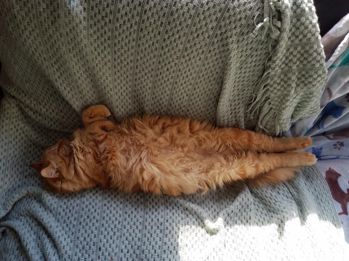 猫 しんどい 時 の 寝 方