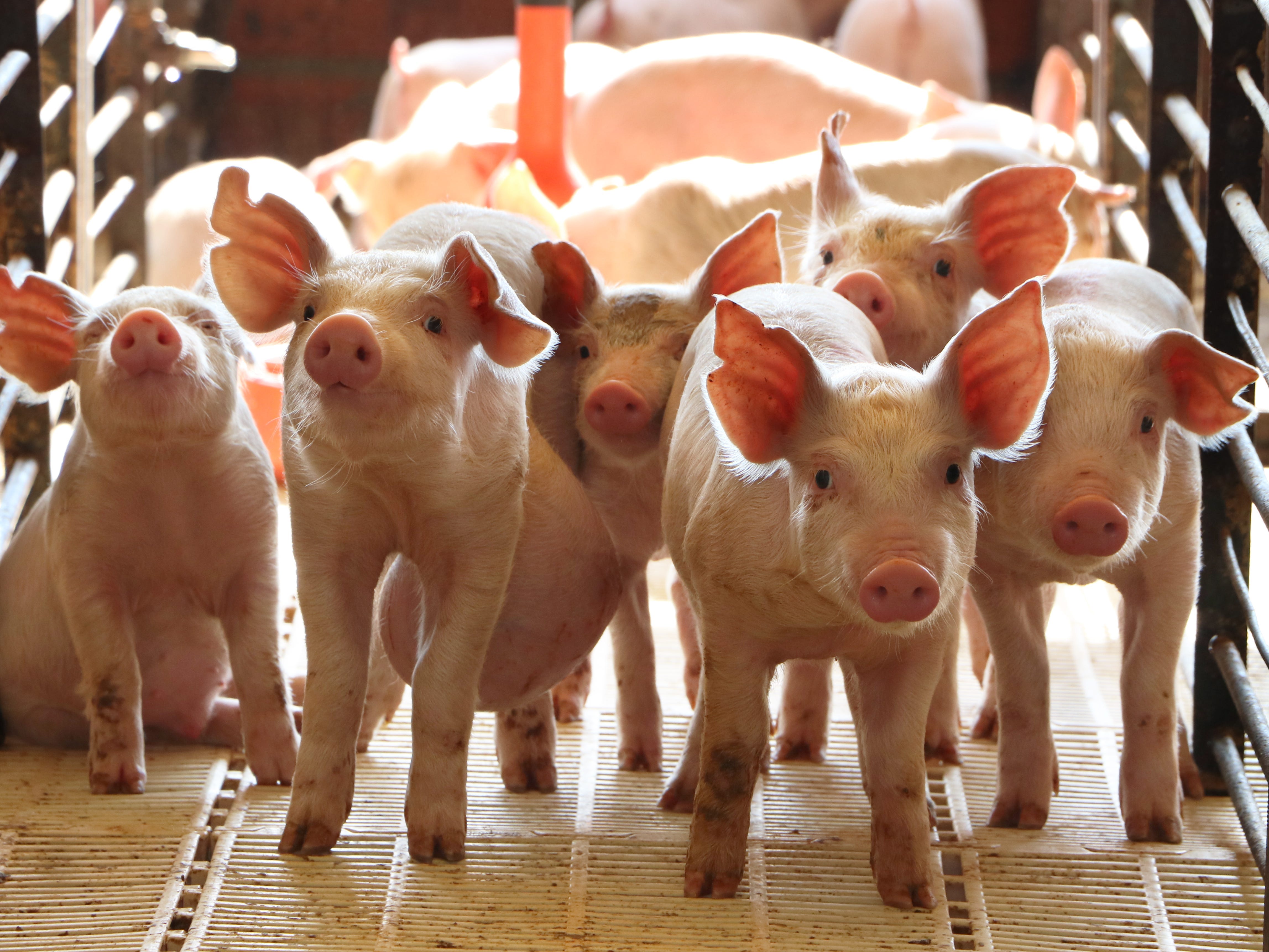 中国に26階建てのハイテク｢養豚ビル｣が誕生、年間120万頭の豚を 