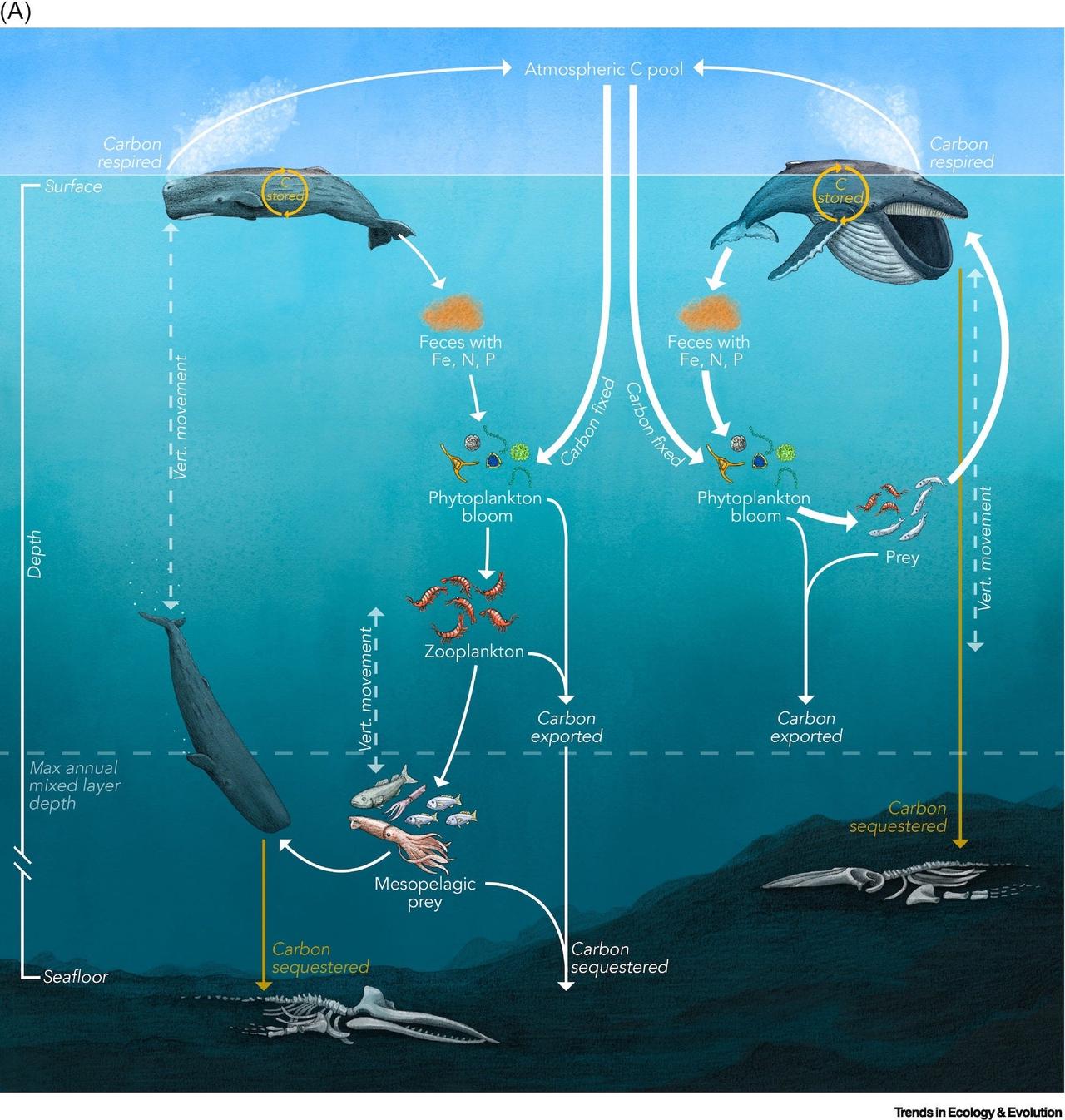 クジラによる炭素隔離の仕組み。
