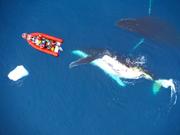 南極半島付近で、ボートとドローンを使ってザトウクジラを調査する様子。