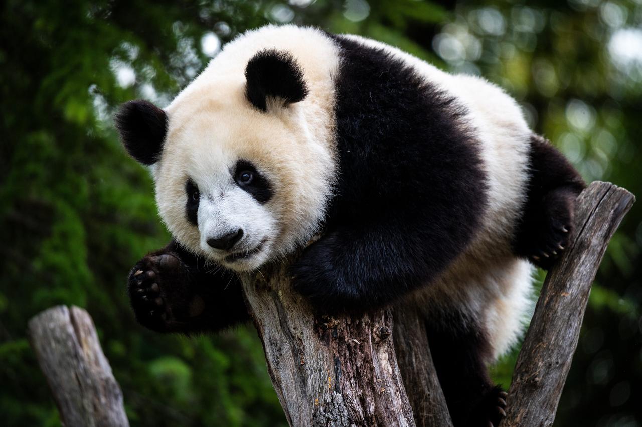 A panda bear climbing at the top of a tree pictured in its enclosure at Madrid Zoo.
