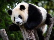 A panda bear climbing at the top of a tree pictured in its enclosure at Madrid Zoo.
