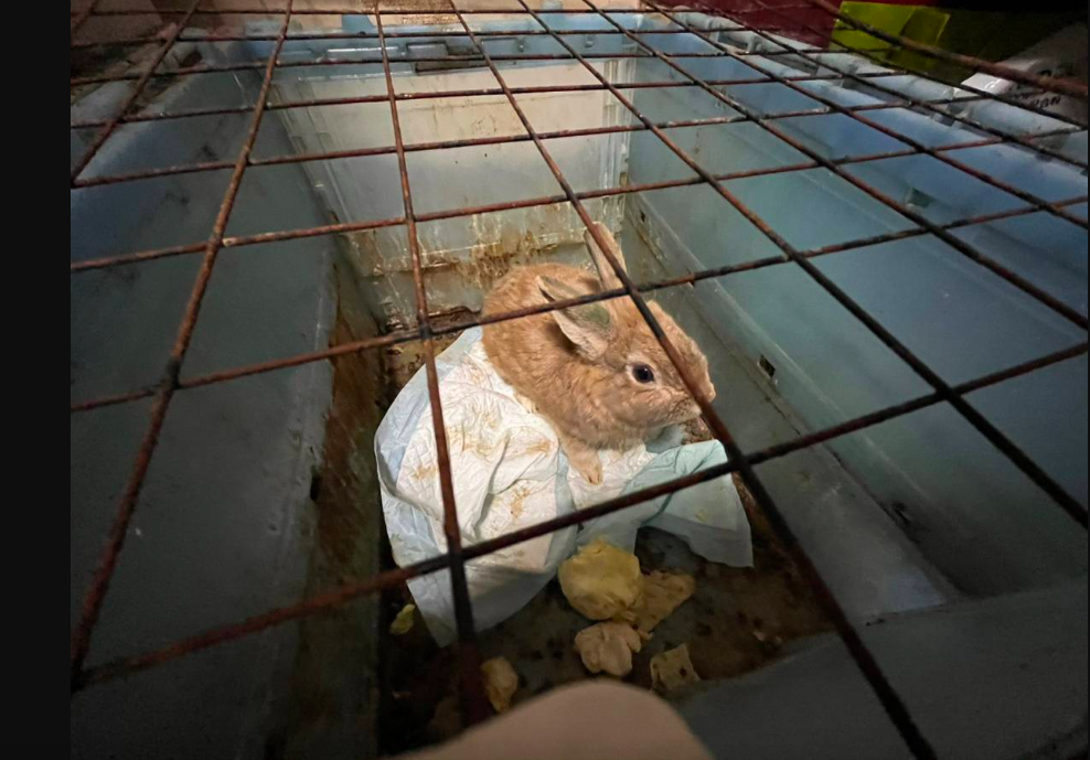 うさぎ、保護うさぎ