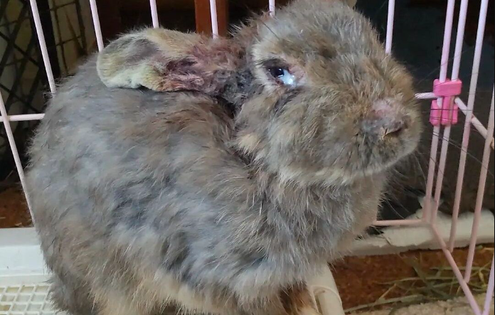 うさぎ、保護うさぎ