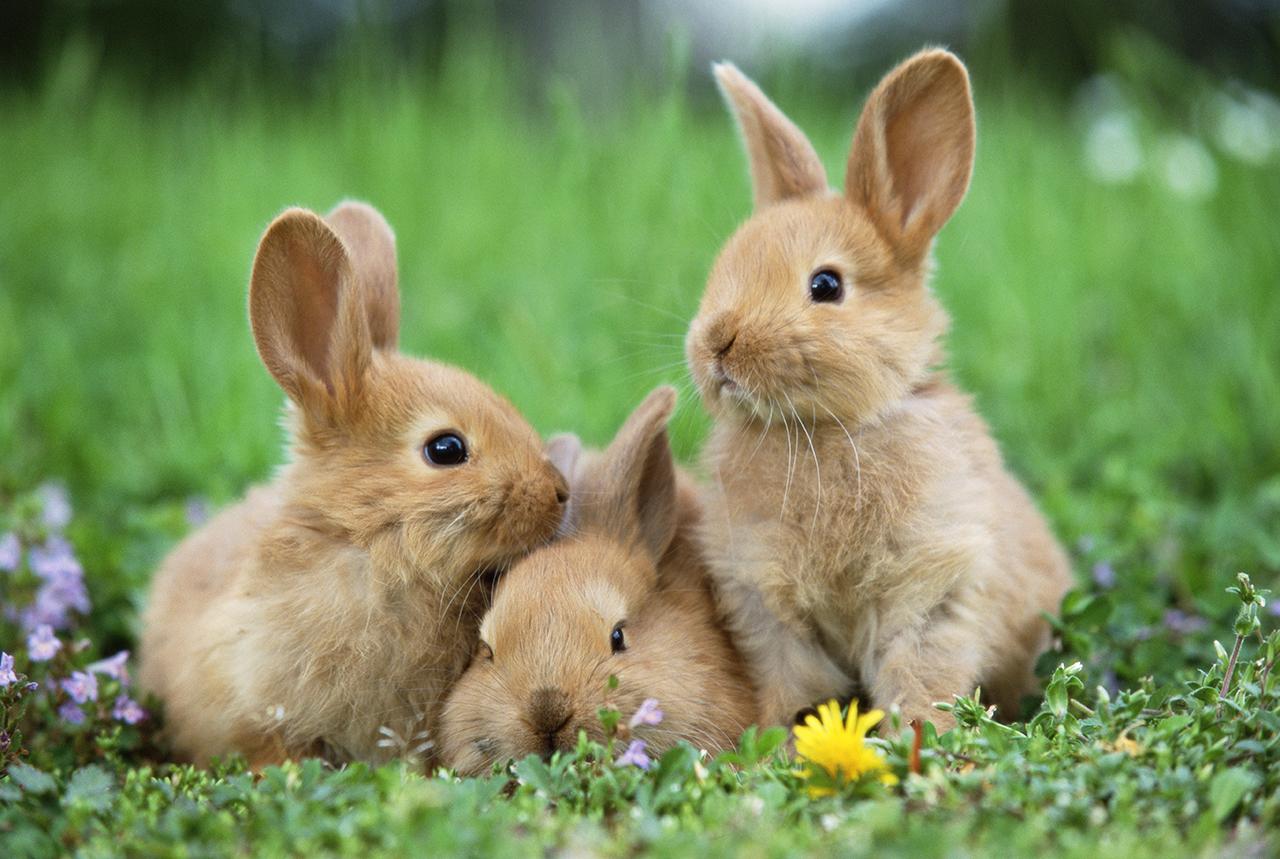 時速80キロで飛び跳ねる。大きな耳の意外な役割…｢卯年｣に知りたいウサギの秘密 | Business Insider Japan