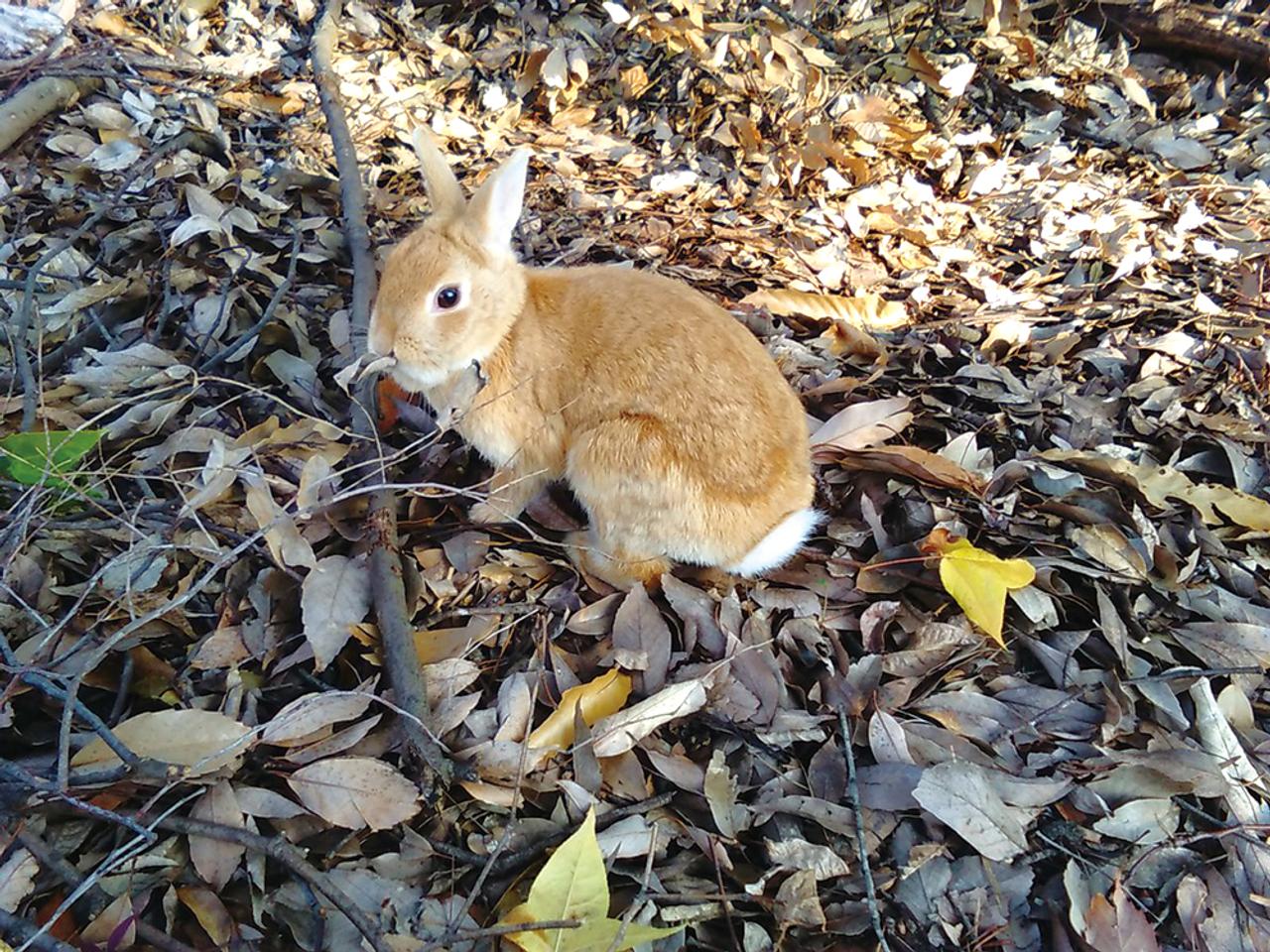 うさぎ、保護うさぎ