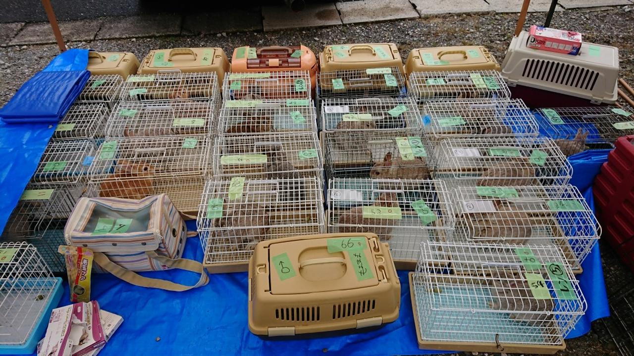 うさぎ、保護うさぎ