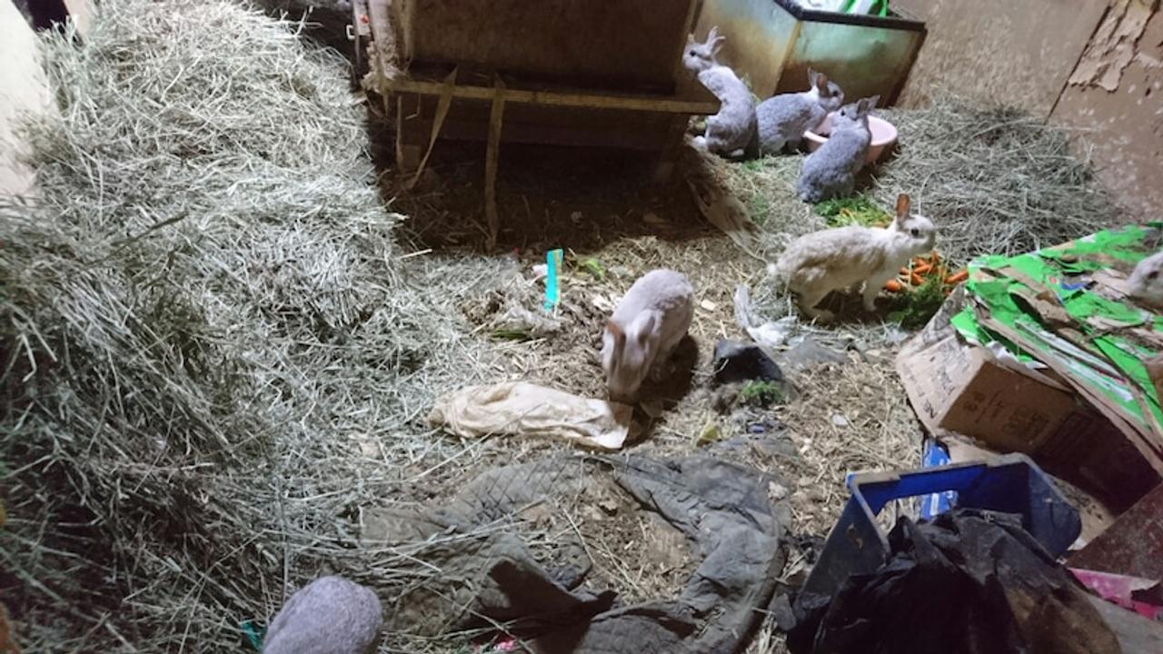 うさぎ、保護うさぎ