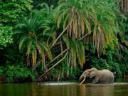コンゴ共和国のオザラ・コクア国立公園に生息する絶滅危惧種、マルミミゾウ。