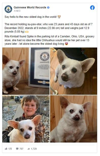 食料品店の駐車場で保護されたチワワ、23歳で「世界最高齢の犬」として