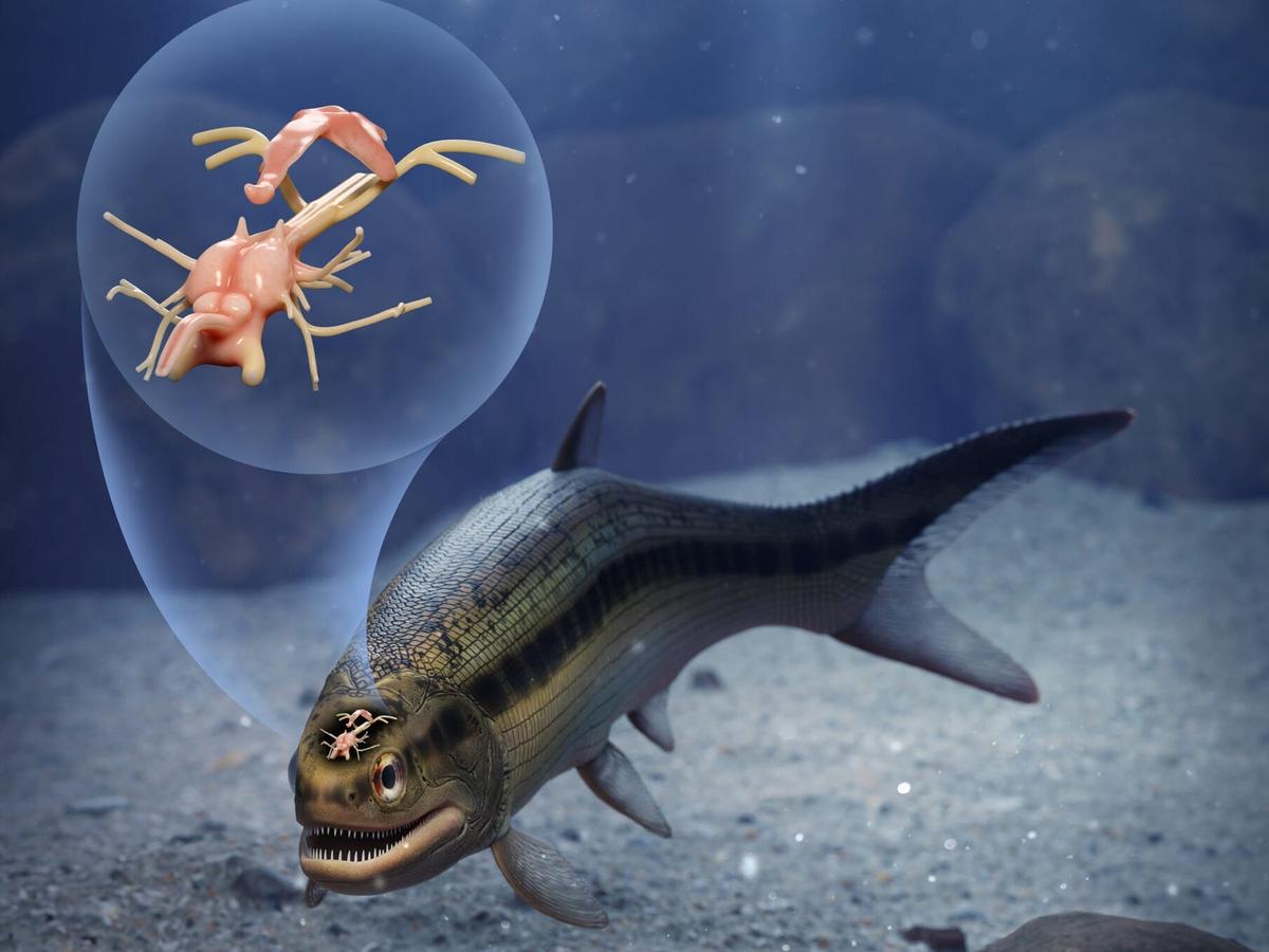 3億年前の魚の化石から「最古の脳」を発見 | Business Insider Japan