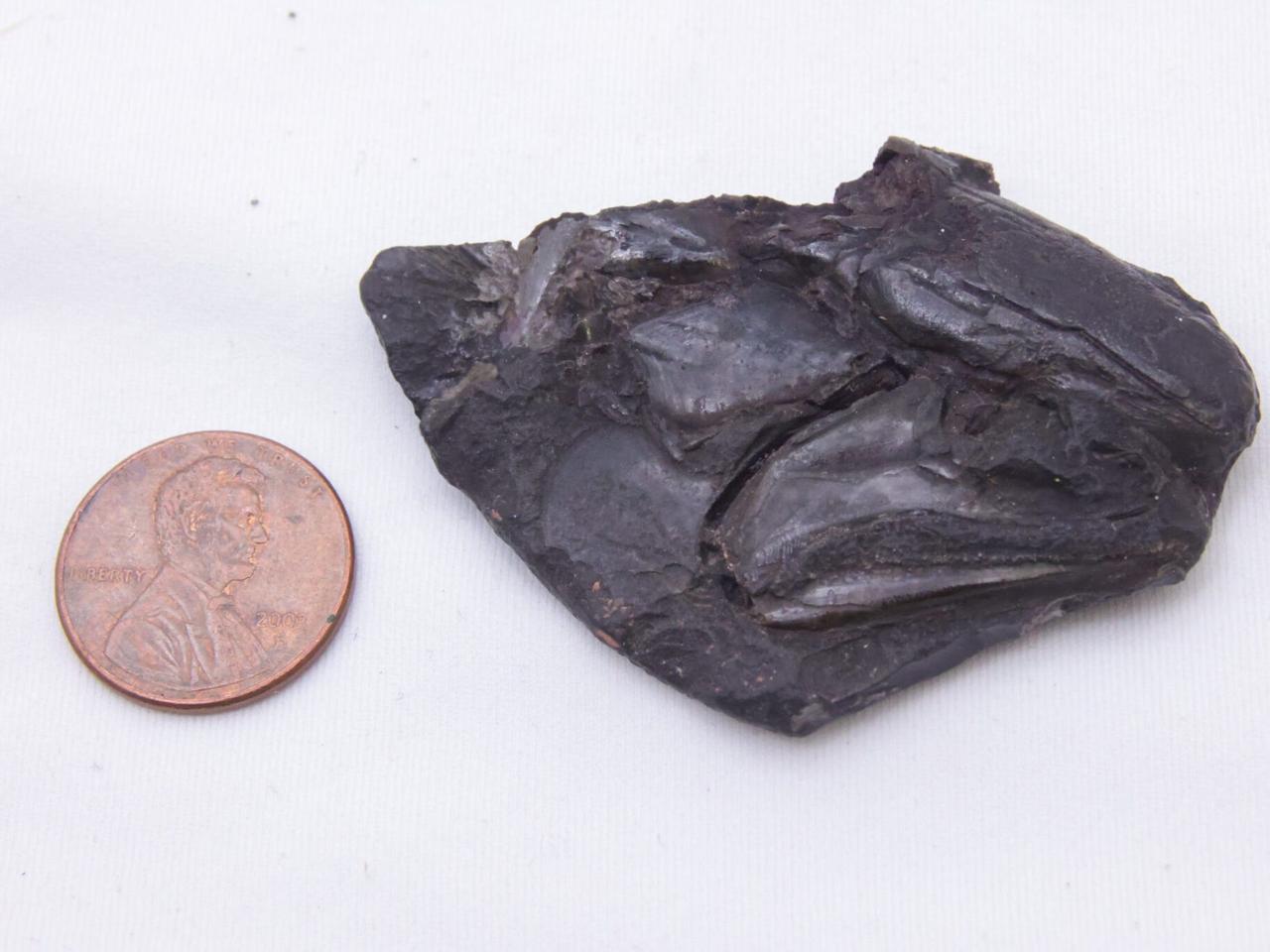 3億1900万年前に川で泳いでいた初期の条鰭類｢コッコケファルス・ウィルディ｣の頭部の化石。