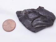 3億1900万年前に川で泳いでいた初期の条鰭類｢コッコケファルス・ウィルディ｣の頭部の化石。