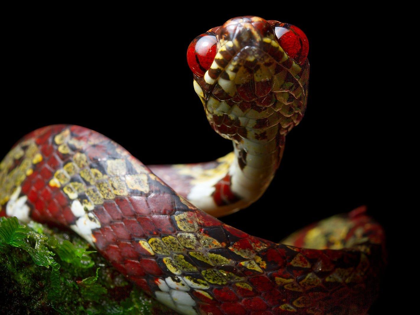 中南米で新種のヘビ5種を発見…そのうち1つはディカプリオに因んだ名が ...