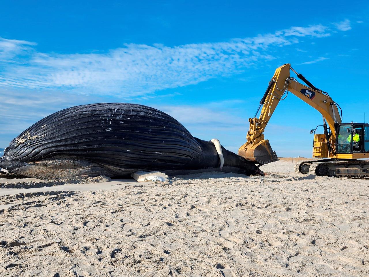 2023年1月、ニューヨークのリドビーチに横たわるザトウクジラのオスの死体。