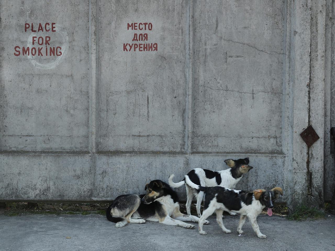 2017年8月19日、ウクライナにあるチェルノブイリ原子力発電所のカフェテリアの外をうろつく野良犬。調査のためにタグが付けられている。