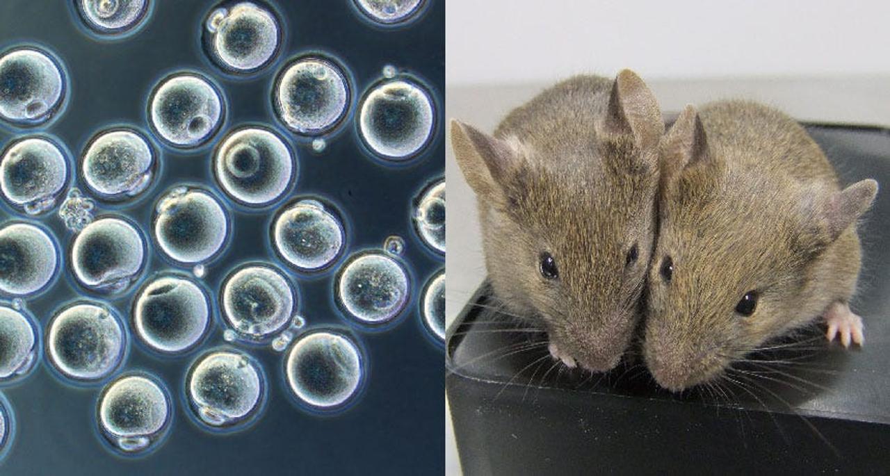 細胞の顕微鏡写真（左）とマウス（右）。