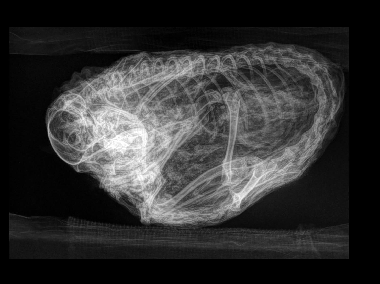 金鉱で採掘者が見つけた茶色の毛玉…それは3万年前のリスだった