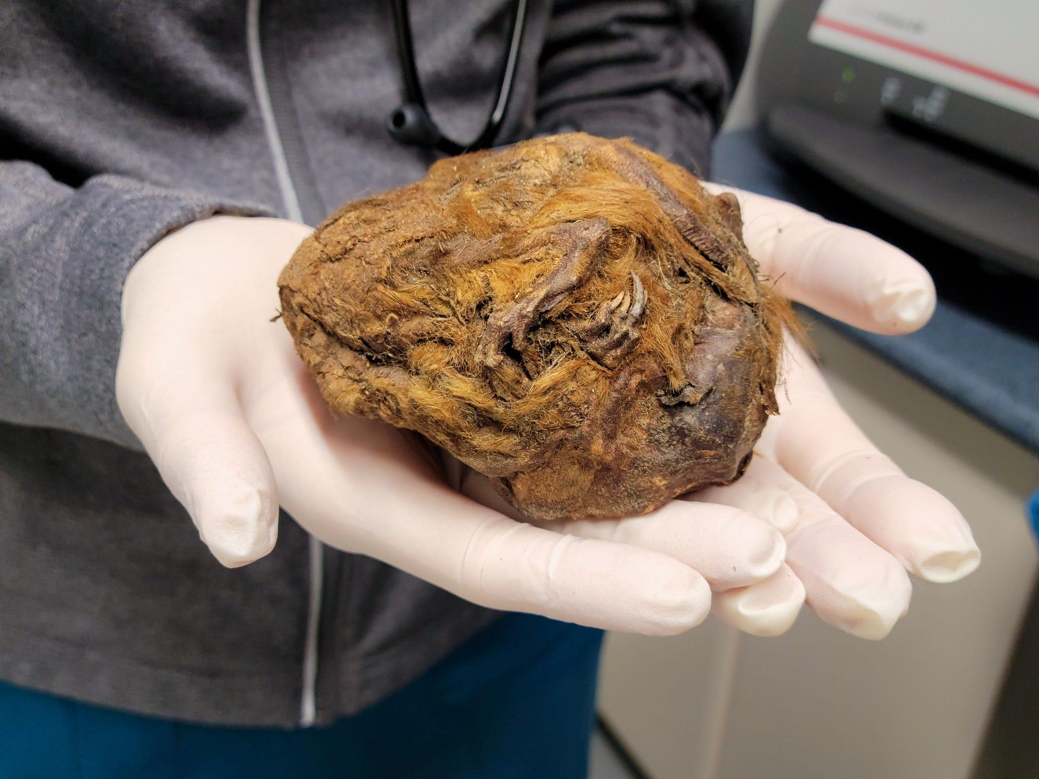 金鉱で採掘者が見つけた茶色の毛玉…それは3万年前のリスだった
